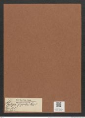 Gephyria gigantea Grev. (de-Toni-Nr.: Genus 102, Species 3110) Zeichnungen Sammlung Grunow Mappe 03336 (Herbarium_W_Grunow_drawings_Folder_03336)